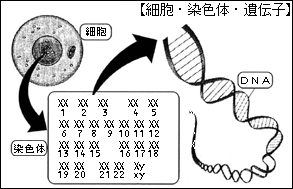 細胞・染色体・遺伝子