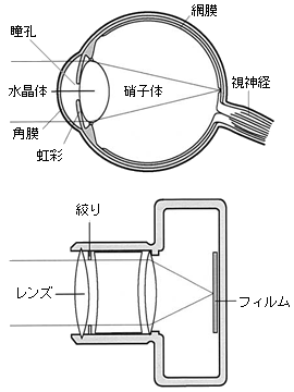 目の構造とカメラ