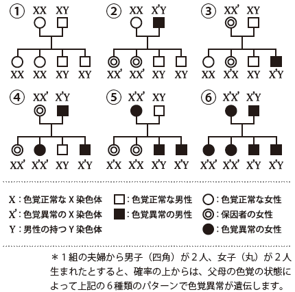 1組の夫婦から男子(四角)が2人、女子(丸)が2人生まれたとすると、確率の上からは、父母の色覚の状態によって上記の6種類のパターンで色覚異常が遺伝するします。