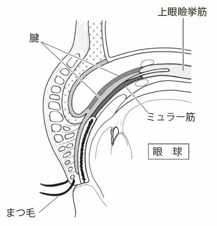 眼球の図