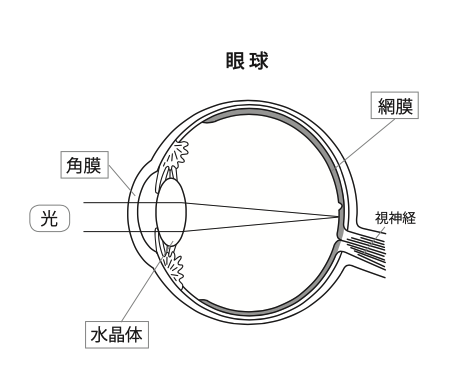 眼の構造